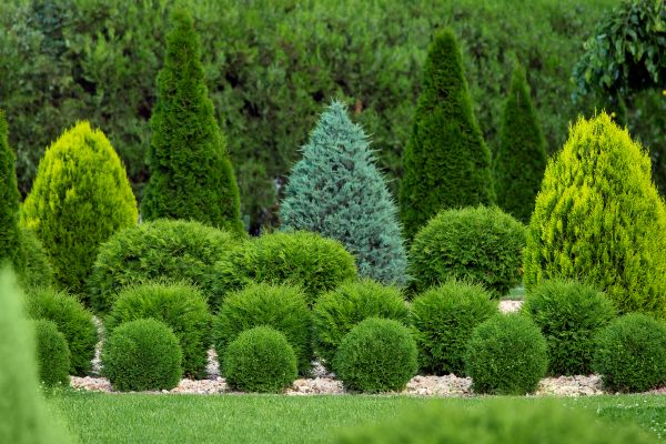 Cost of Bush Trimming Service in San Rafael