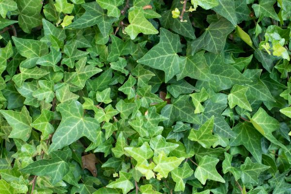 Cost of English Ivy Removal in San Rafael