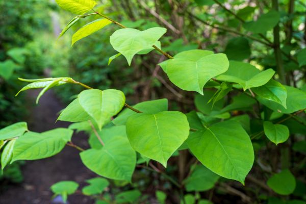 Cost of Invasive Plant Removal in San Rafael