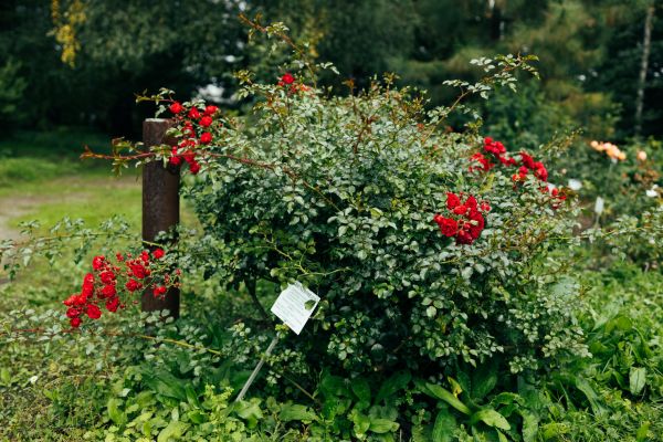 Cost of Rose Bush Removal in San Rafael