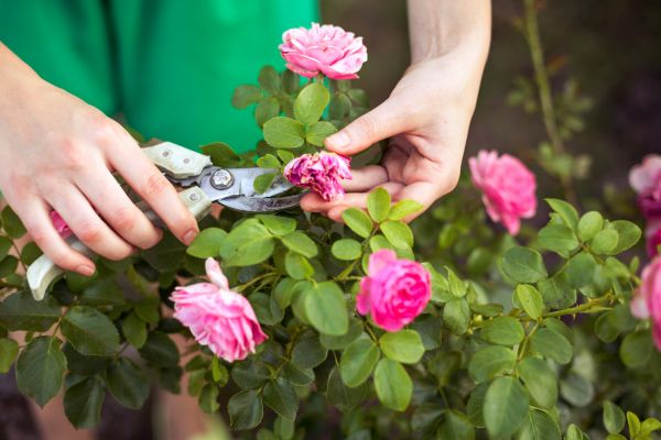 Cost of Rose Trimming in San Rafael