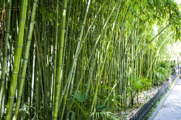 Cost of Bamboo Root Removal in San Rafael