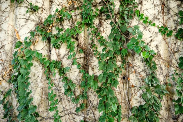 Cost of Vine Removal Service in San Rafael