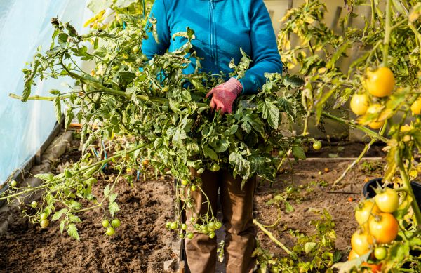 Garden Plant Removal in San Rafael