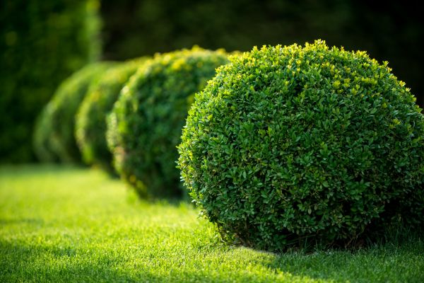 Bush Pruning in San Rafael