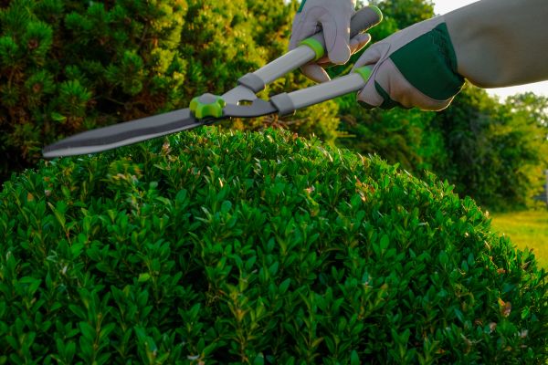 Topiary Shearing in San Rafael