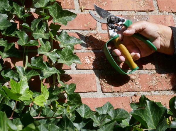 Cost of Ivy Removal Service in San Rafael