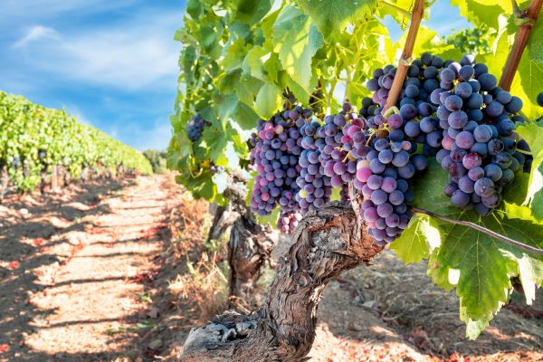 Grapevine Pruning in San Rafael