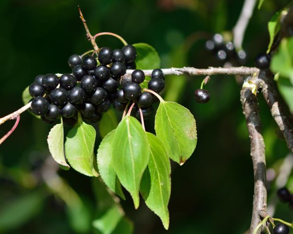 Cost of Buckthorn Removal in San Rafael