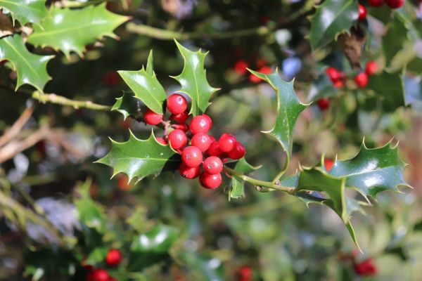 Cost of Holly Tree Trimming in San Rafael