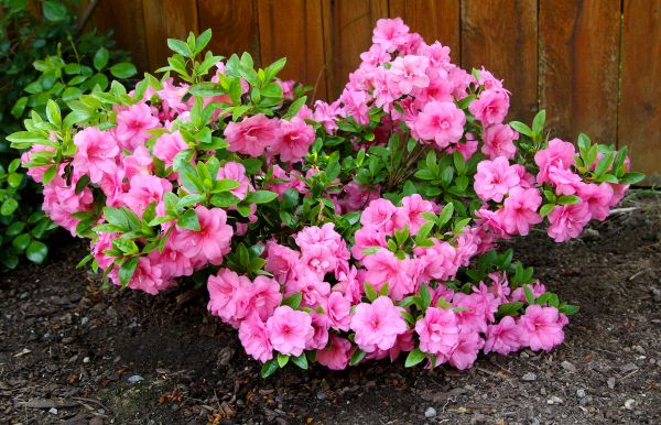 Azaleas Removal in San Rafael