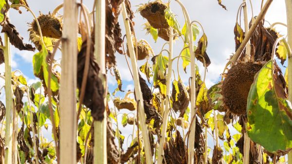 Dead Plant Removal in San Rafael