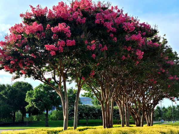 Crepe Myrtle Pruning in San Rafael