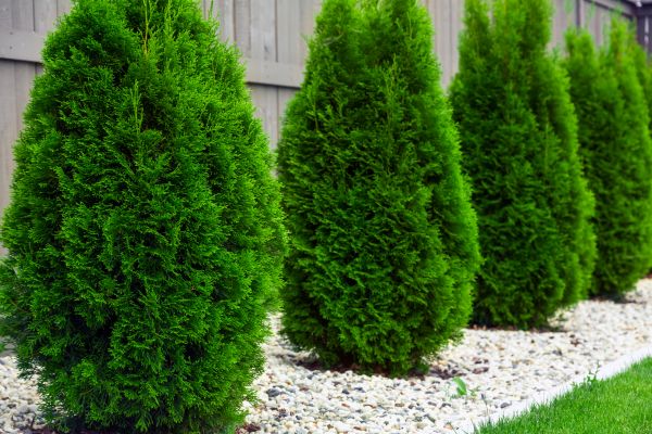Cost of Arborvitae Pruning in San Rafael