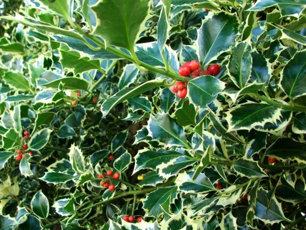 Cost of Holly Bushes Trimming in San Rafael