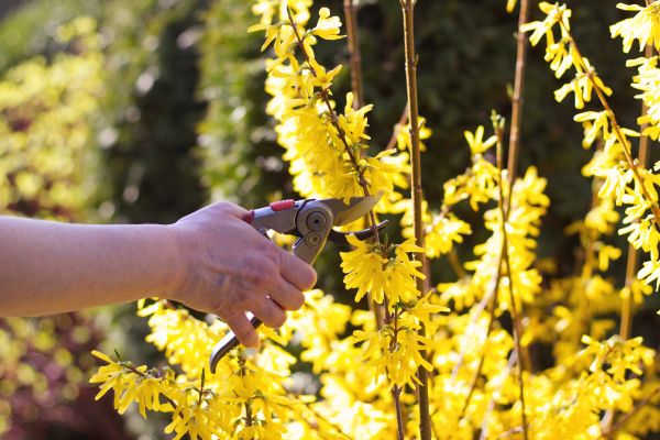 Forsythia Pruning in San Rafael