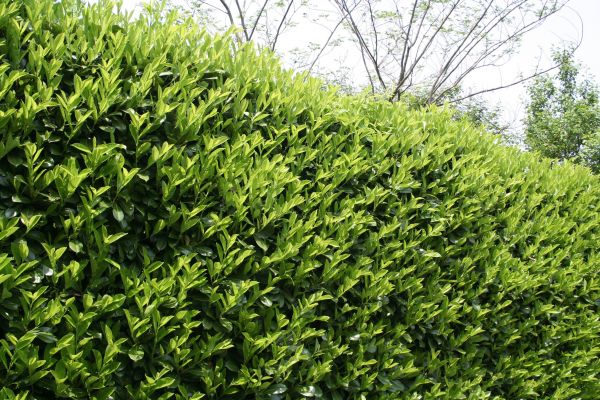 Laurel Shrub Removal in San Rafael