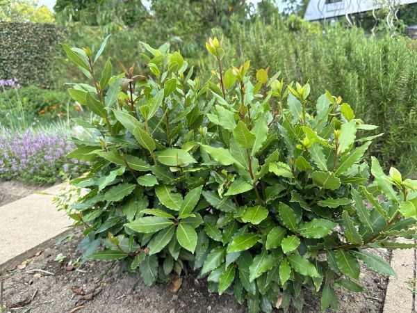 Laurel Hedge Removal in San Rafael