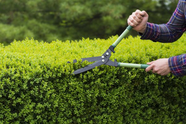 Cost of Evergreen Shrub Pruning in San Rafael