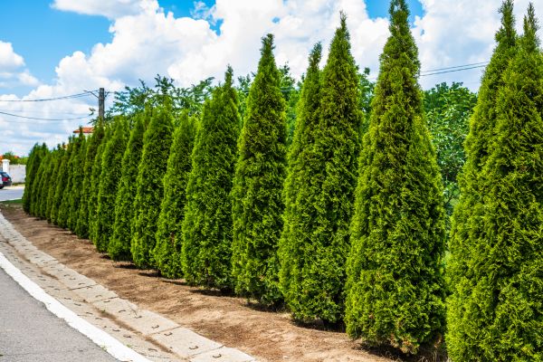 Arborvitae Shearing in San Rafael