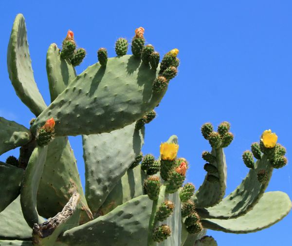 Cost of Cactus Removal in San Rafael
