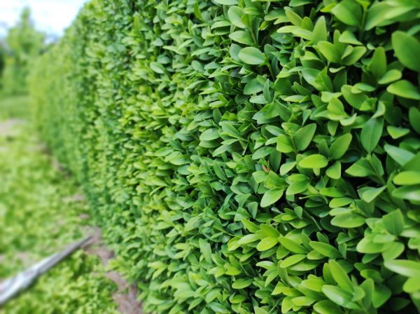 Boxwood Pruning in San Rafael