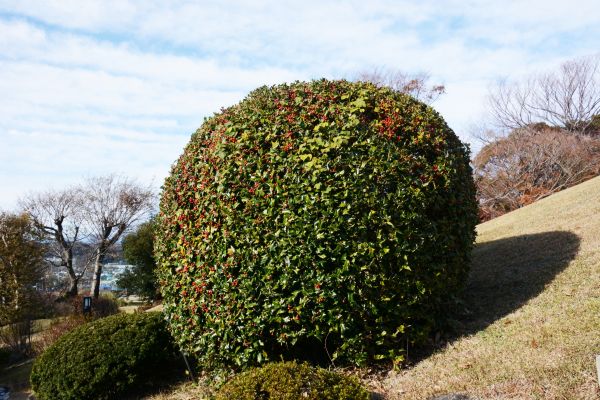 Cost of Holly Shrub Pruning in San Rafael