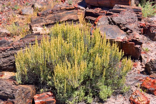 Cost of Sagebrush Removal in San Rafael