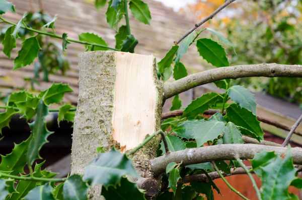 Cost of Holly Tree Removal in San Rafael