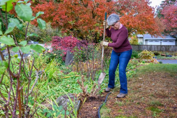 Cost of Dead Bush Removal in San Rafael