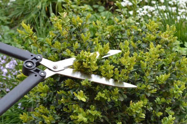 Boxwood Trimming in San Rafael
