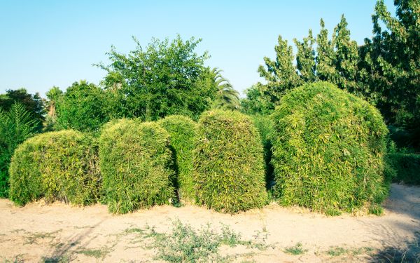 Bamboo Hedge Removal in San Rafael