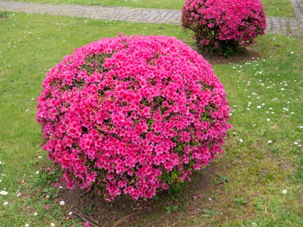 Cost of Rhododendron Pruning in San Rafael