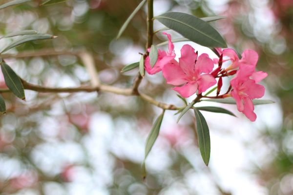 Cost of Oleander Removal in San Rafael
