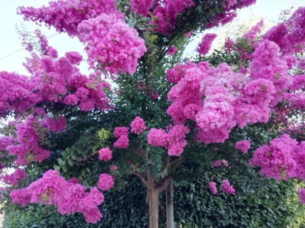 Cost of Crape Myrtle Pruning in San Rafael