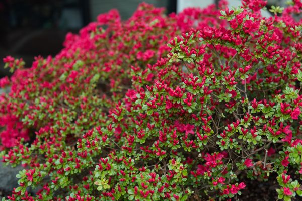 Weigela Removal Service in San Rafael