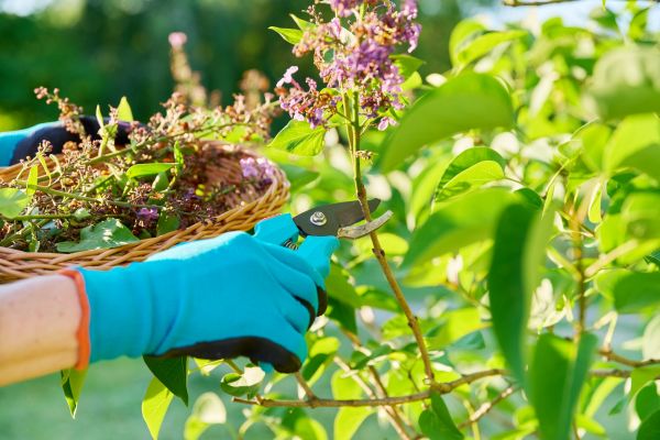 Lilac Trimming Service in San Rafael