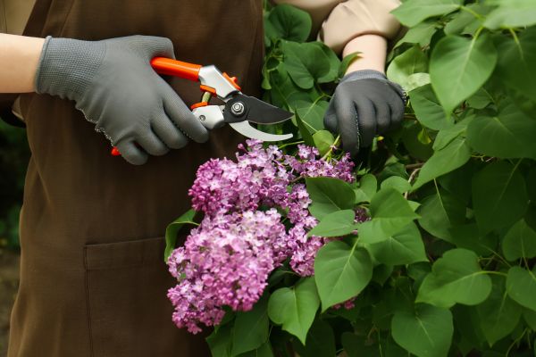 Lilac Pruning Service in San Rafael