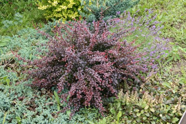 Cost of Japanese Barberry Removal in San Rafael