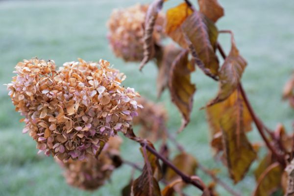 Hydrangea Removal in San Rafael
