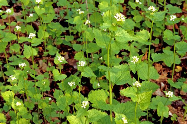 Cost of Garlic Mustard Removal in San Rafael