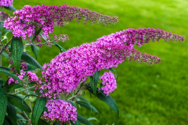 Cost of Butterfly Bush Removal in San Rafael