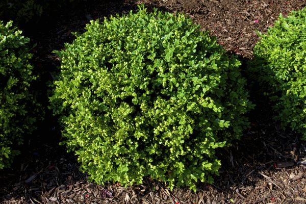 Cost of Boxwood Removal in San Rafael