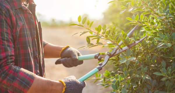 Cost of Shrub Pruning in San Rafael