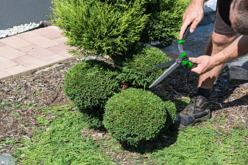 Healthy, Pruned Shrubs