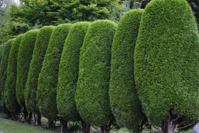 Shaped Evergreen Shrubs