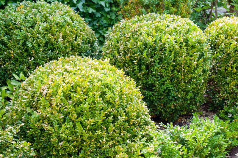 Bushes with Clean Edges