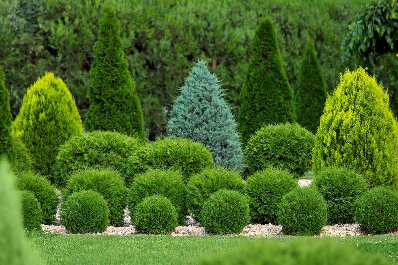 Lush Green Shrubs